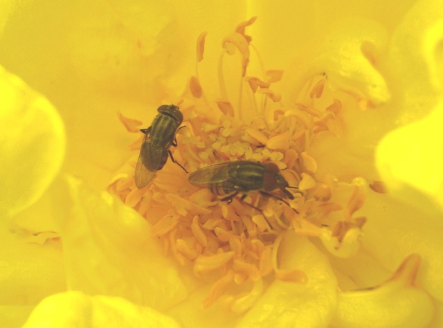 Stomorhina lunata (Calliphoridae)